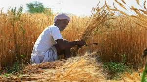 Procurement of grain at minimum support price in Chhattisgarh